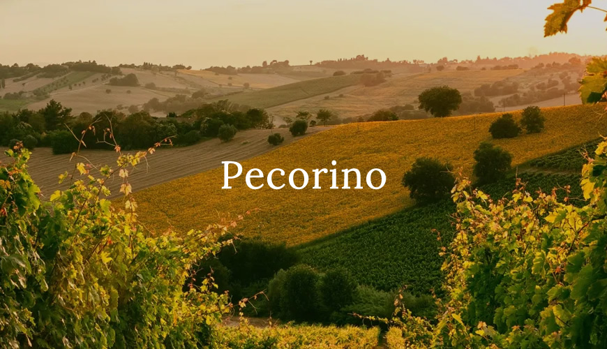 Il Pecorino, un vino bianco tutto da scoprire